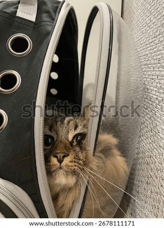 The cat stuck its face through the backpack lock, loves its carrier