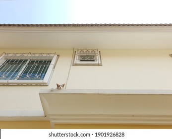 A Cat Stuck On The Roof Of The House