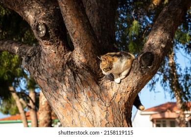 Cat Stuck In The Tree