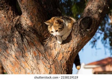 Cat Stuck In The Tree