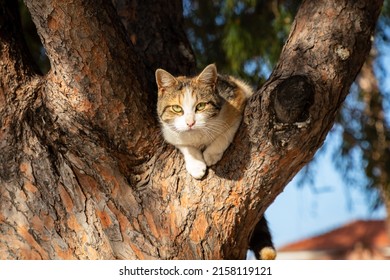 Cat Stuck In The Tree