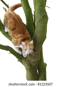 Cat Stuck Up In A Tree