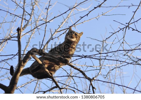 Cat stuck in a tree