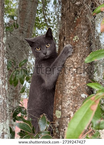 Cat stuck in a tree. 
