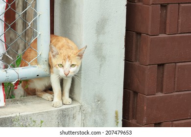 Cat Stuck In A Wall Niches