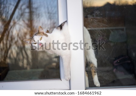 Cat stuck in the window. An open window is dangerous for pets. Take care of your pets.