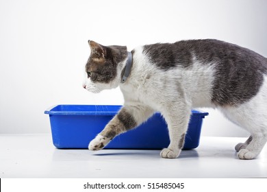 Cat in studio. Domestic cat with blue litter box. Blue cat toilet.