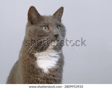 Cat Studio Portrait. Grey cat looking right on an isolated neutral background. Attentive domestic shorthair feline pet. Copy space, asset for commercial banner design theme. Frame with cat offset left