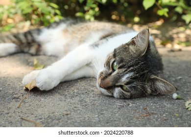 Cat Suffering From Heat Stroke On Asphalt Outdoors