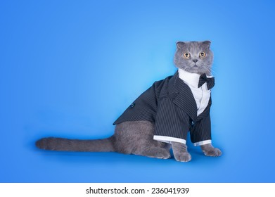 Cat In A Suit Isolated On Blue Background