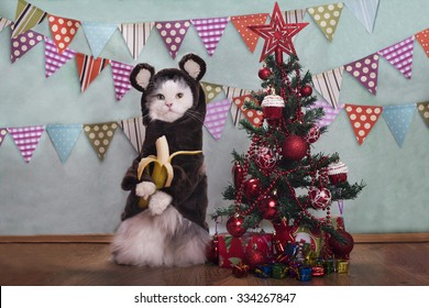 Cat In A Suit Monkey Eating A Banana At The Christmas Tree