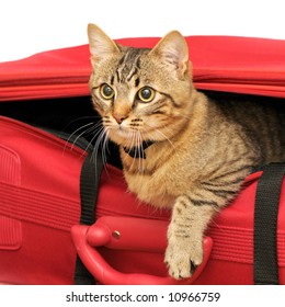 Cat in a suitcase