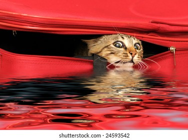 Cat in a suitcase reflected in water