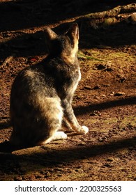 Cat Sunbathing In The Morning