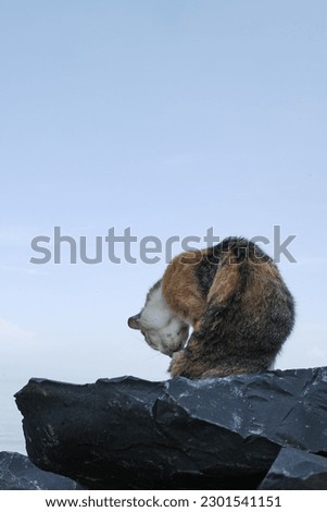 Similar – Image, Stock Photo Tiger climbs into the water