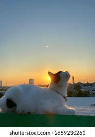 The cat and the sunset