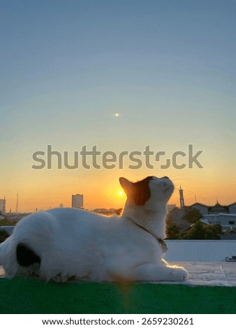 The cat and the sunset