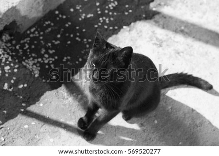 Similar – cat Cat Sweet Black White