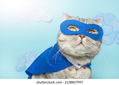 Cat in superhero costume.British cat breed.Leader concept.Festive outfit for Halloween,New Year,Christmas or masquerade.Holiday party and animal clothing,advertising