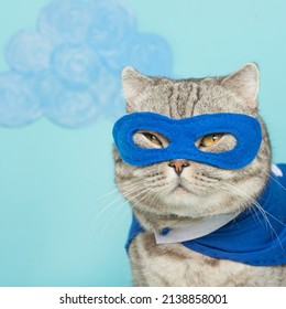 Cat in superhero costume.British cat breed.Leader concept.Festive outfit for Halloween,New Year,Christmas or masquerade.Holiday party and animal clothing,advertising