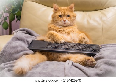 Cat surfing on internet seating like a human and checking his social networks