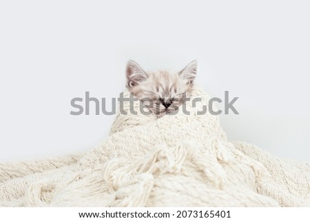 The cat is swaddled. The cat freezes in the cold season. Kitten on a blanket. The kitten is isolated among a beige knitted fabric blanket.