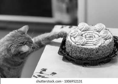 Cat Sweet Cake Lover