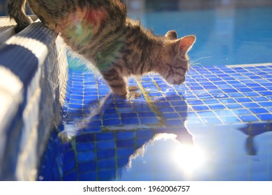 A Cat In The Swimming Pool