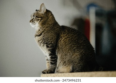 A cat with a tabby coat sits on a wooden shelf. The cat has a serious expression on its face and is looking directly at the camera. - Powered by Shutterstock