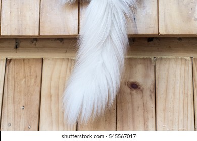 Cat Tail