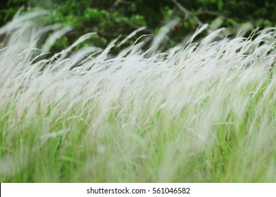 Cat Tail Grass Swaying In The Wind