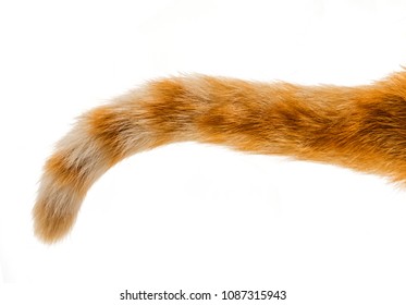 Cat Tail isolated on white background, orange cat