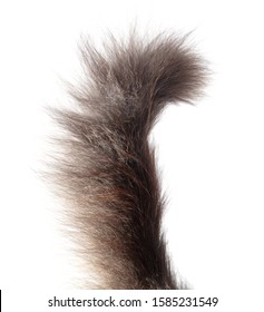 Cat Tail Isolated On White Background.