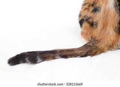 Cat Tail Isolated On White Background. Close Up Selective Shot.