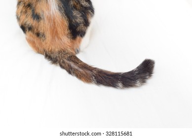 Cat Tail Isolated On White Background. Close Up Selective Shot.