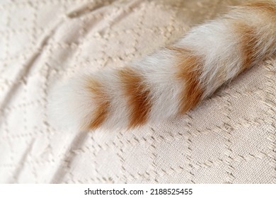 Cat Tail On The Sofa.  Ginger And White Cat Sleeping At Home. 