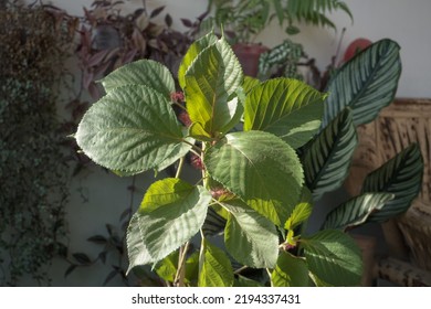 Cat Tail Ornamental Plant On A White Background