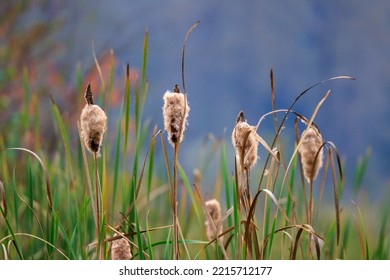 Cat Tail Plant, Blurred Background In Wetlands In October