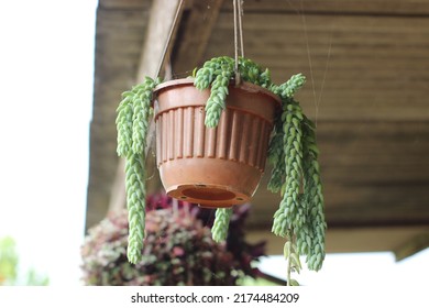 Cat Tail Plant In Hanging Pot 