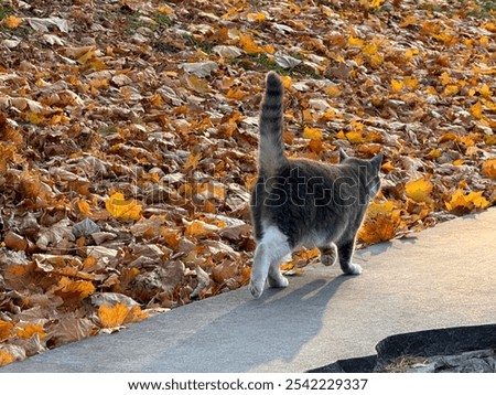 Cat with tail up walks along path in autumn park, rear view.