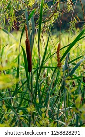 Cat Tails Growing In Tall Grassy Field