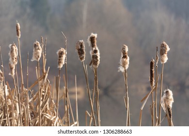 Cat Tails in the wind