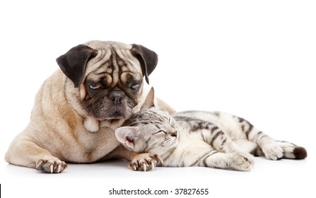 are pugs good with cats