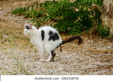 Cat Taking A Dump Crap Shit Poop Shitting Cat