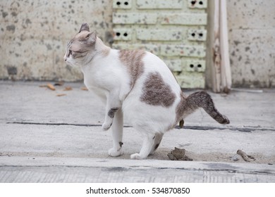 Cat Taking A Dump/crap/shit/poop