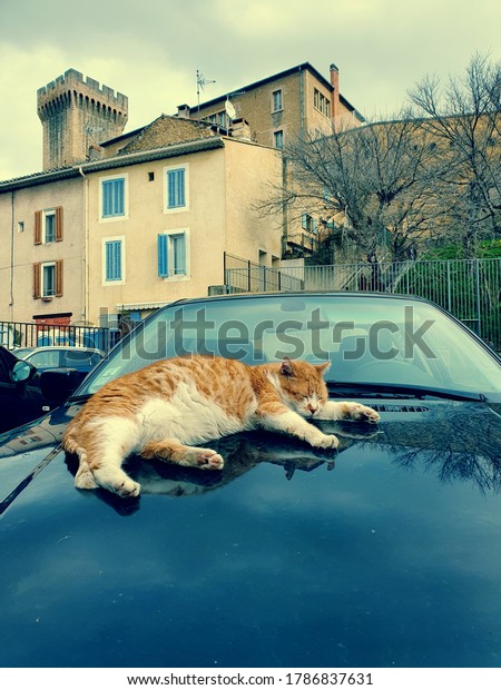 Cat taking a nap on a\
car