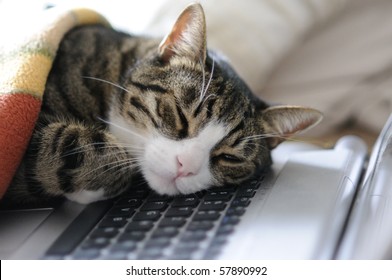 Cat Taking A Quick Power Nap On Laptop