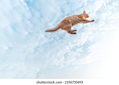 Cat Taking A Very Long Jump Seen From Below