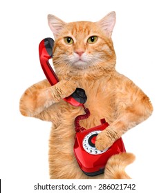 Cat Talking On The Phone.