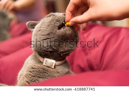 The cat taste a pill
